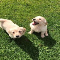 Cute Golden retriever Puppies 
